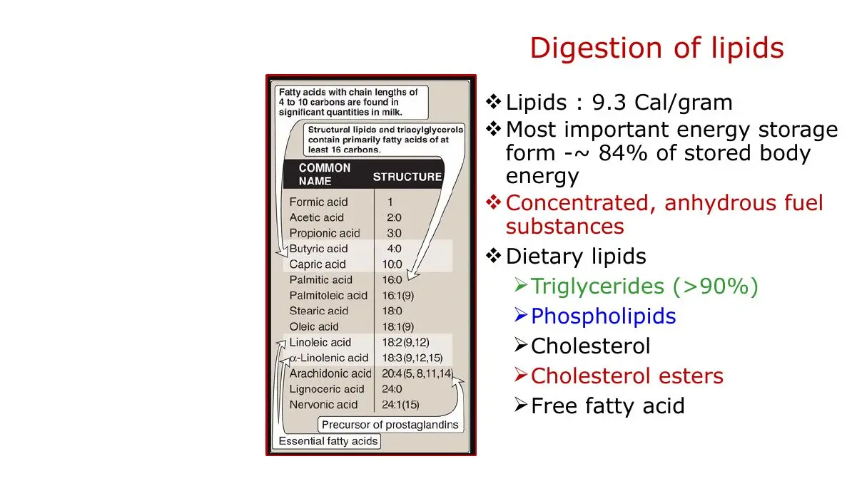 Fat yields 9.3 kcal/g, ~84% of stored energy; diet is >90% TAG