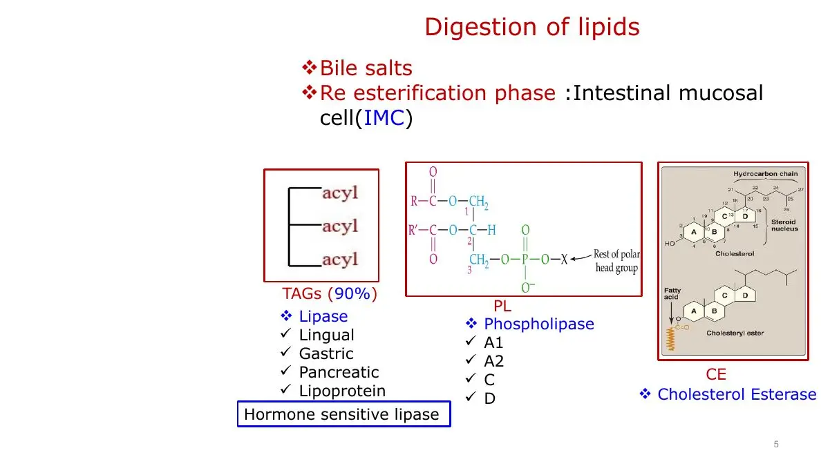 Enzyme families: lipases for TAG, phospholipases A1/A2/C/D, cholesterol esterase