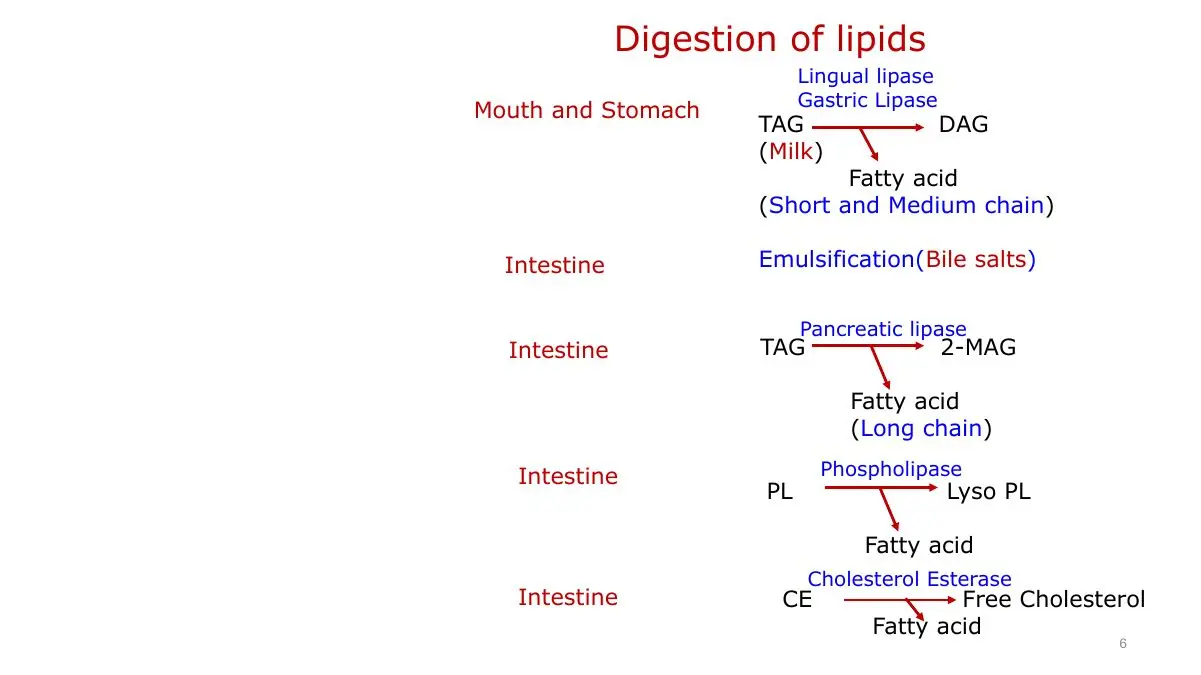 Where each lipid class is digested and what it becomes