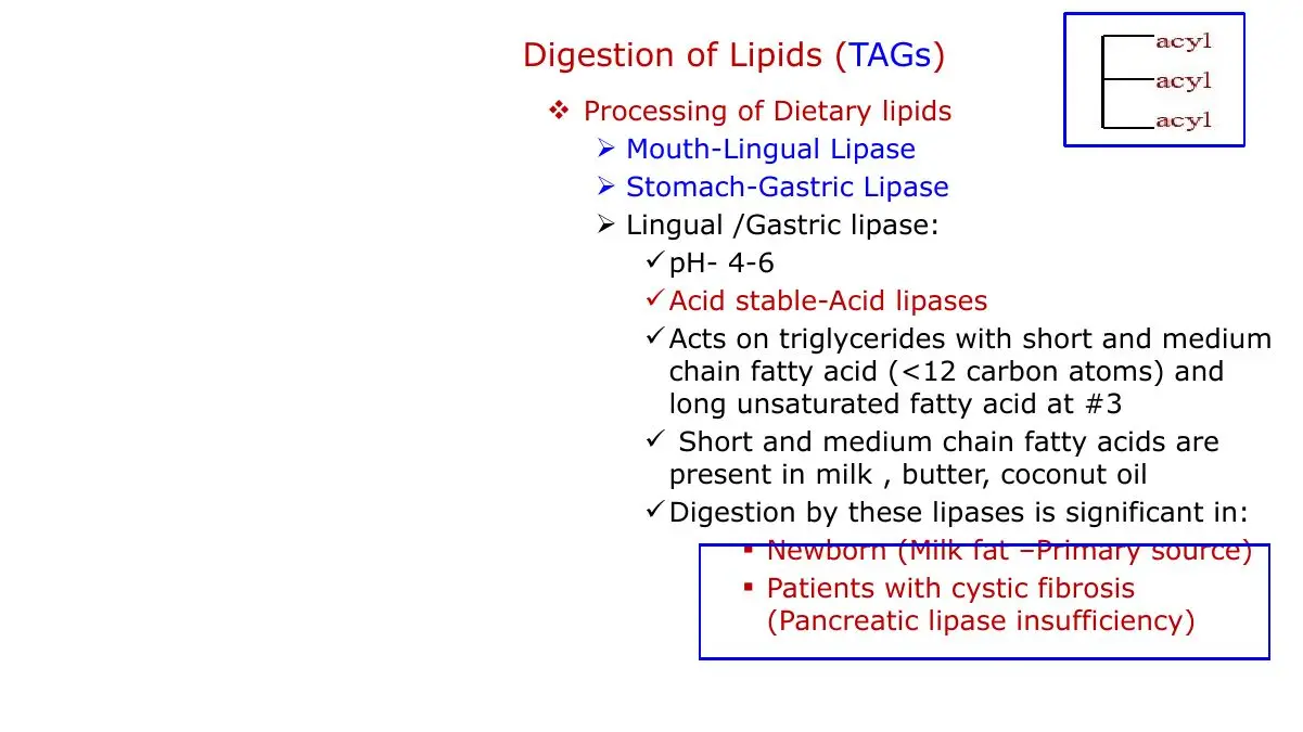 Acid lipases: pH, preferred substrates, newborns and cystic fibrosis