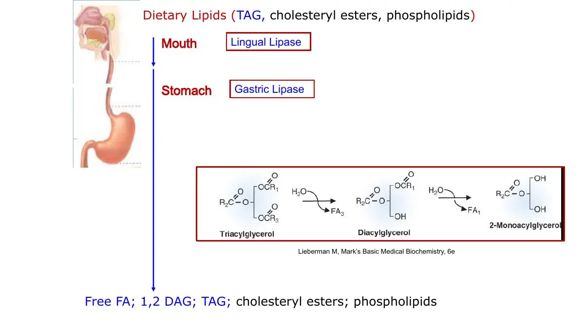 Mouth and stomach turn some TAG into 1,2-DAG and free fatty acids