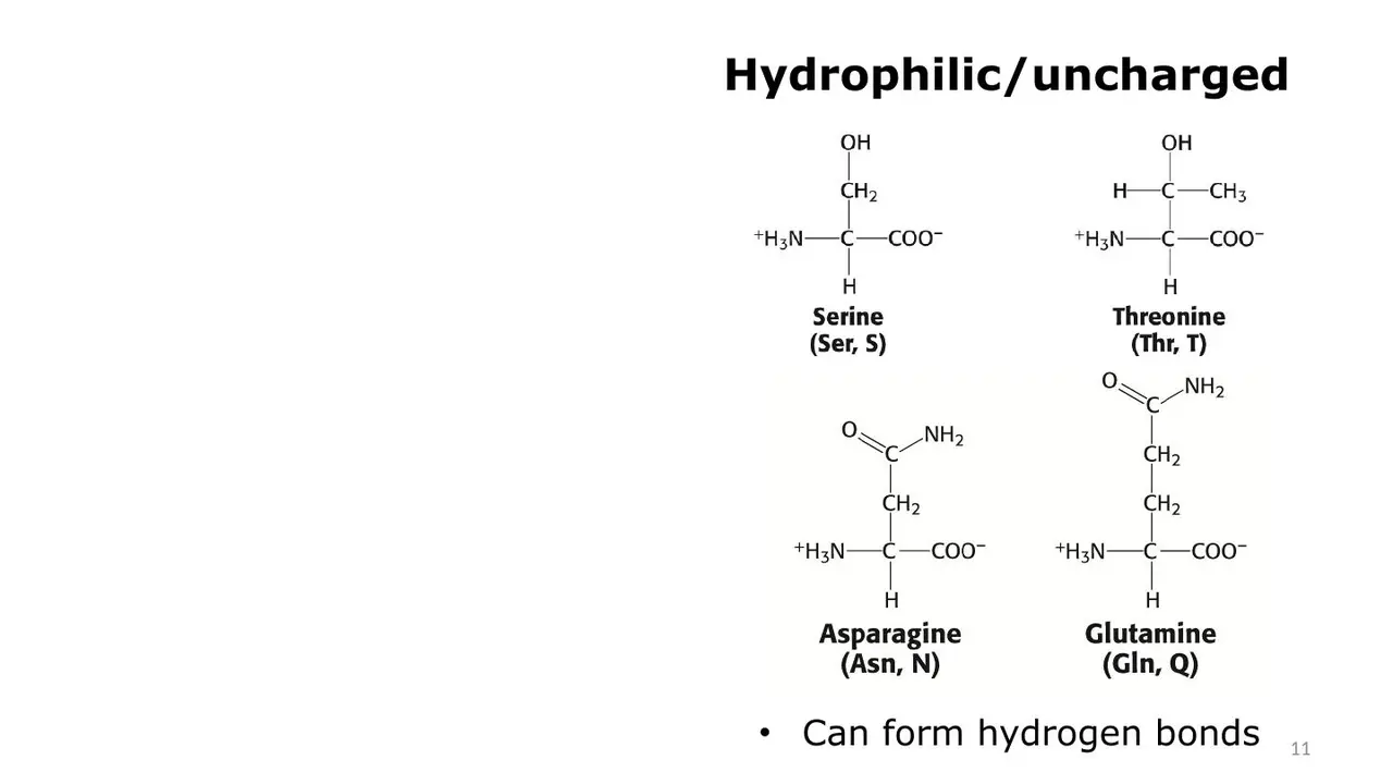 Lecture: polar uncharged S, T, N, Q form hydrogen bonds