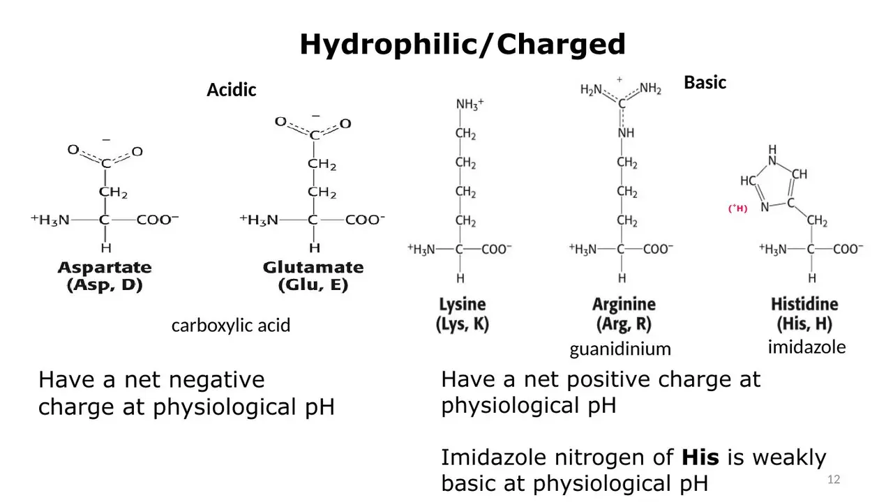 Lecture: acidic D, E negative; basic K, R (guanidinium), H (imidazole) positive