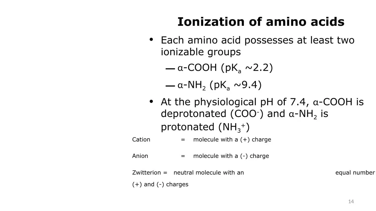 Lecture: α-COOH pKa ~2.2, α-NH2 ~9.4; cation, anion, zwitterion