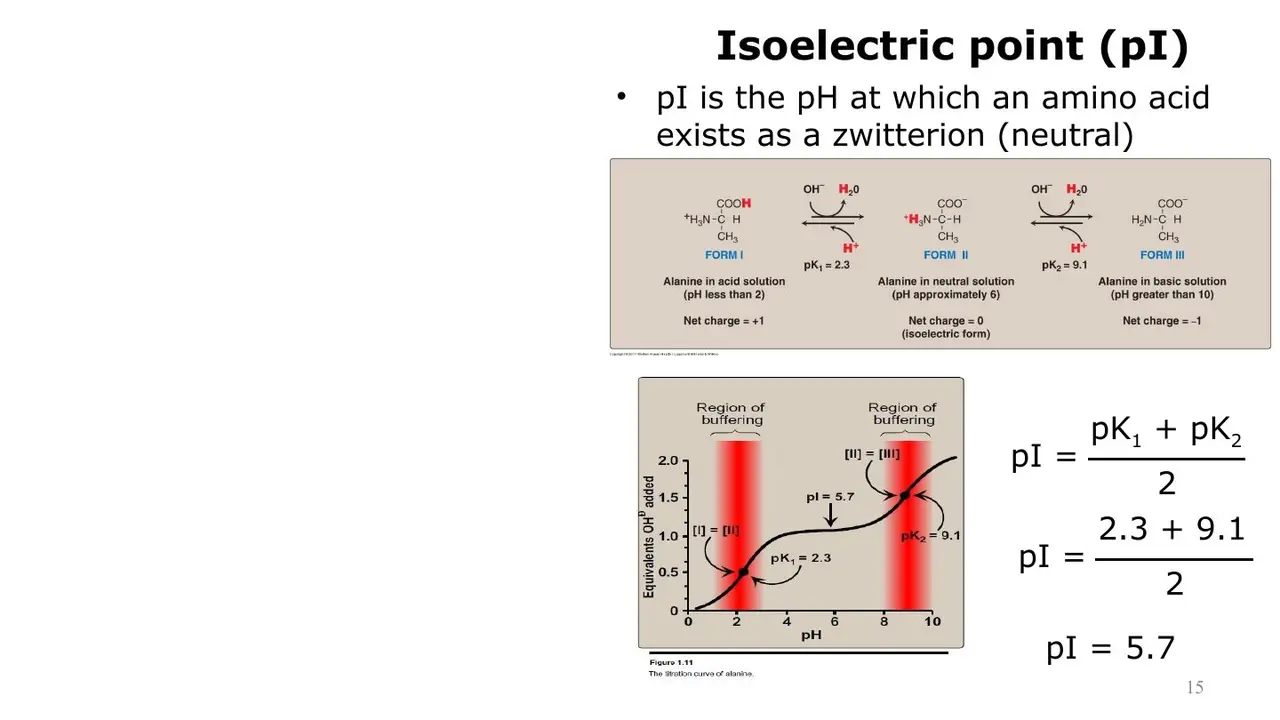 Lecture: alanine forms I–III, titration curve, buffering regions, pI = 5.7