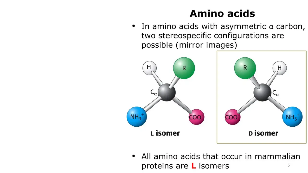 Lecture: L and D mirror-image isomers; mammalian proteins use L only