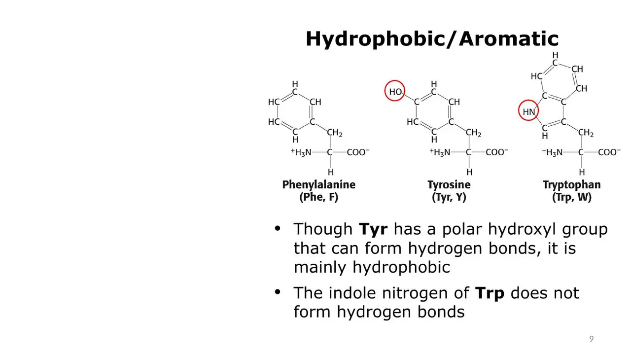 Lecture: hydrophobic aromatic F, Y, W; Tyr mainly hydrophobic despite its OH