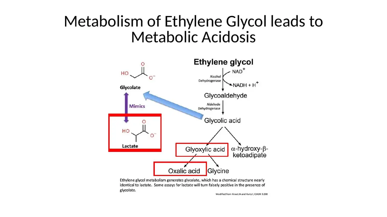 Ethylene glycol pathway; glycolate mimics lactate