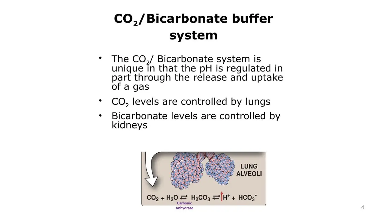 Same points, with carbonic anhydrase labelled on the reaction at the alveoli.