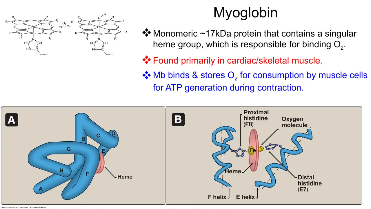 Myoglobin: ~17 kDa monomer, one haem, muscle O2 store; proximal His F8, distal His E7.