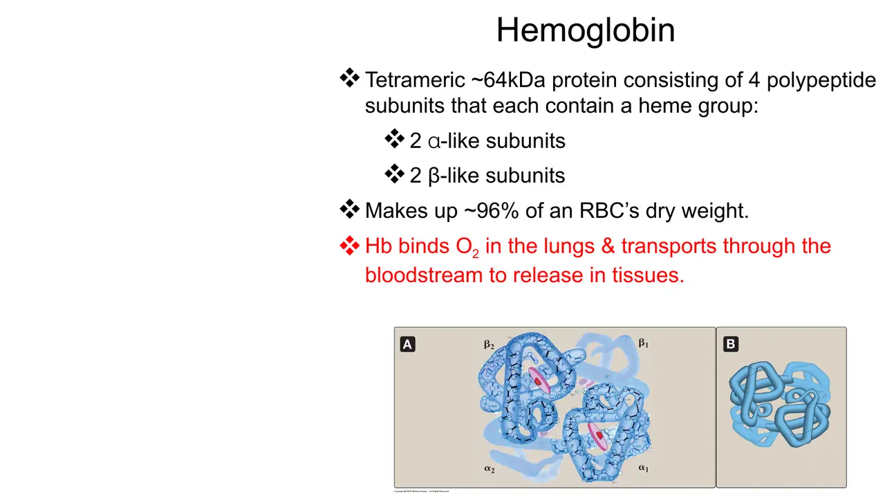 Haemoglobin: ~64 kDa tetramer, 2 α-like + 2 β-like chains, ~96% of red-cell dry weight.