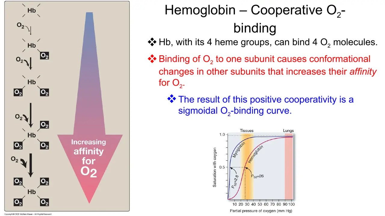 Positive cooperativity: O2 on one subunit raises the others' affinity, giving a sigmoid curve.