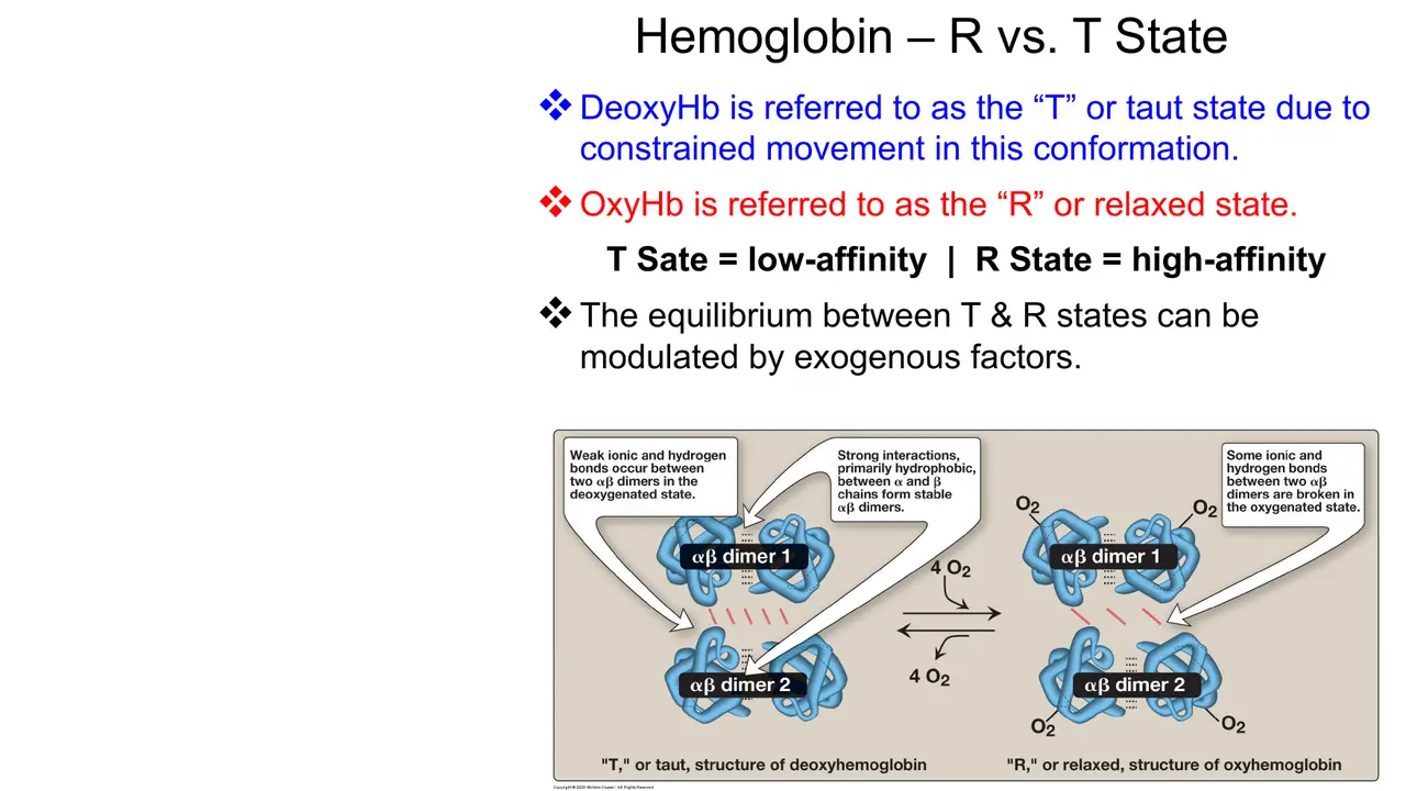 T (taut, deoxy) = low affinity; R (relaxed, oxy) = high affinity; the equilibrium is modulated.