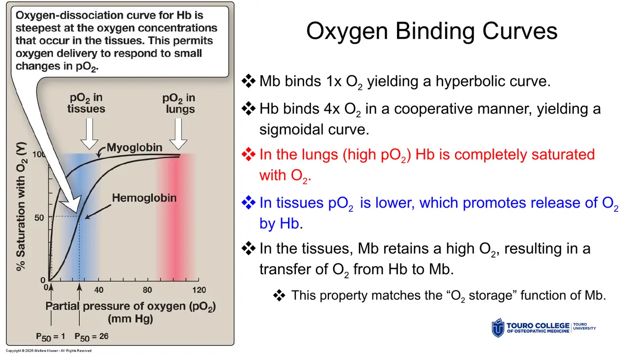 Mb hyperbola vs Hb sigmoid; P50 1 vs 26 mm Hg; O2 passes Hb→Mb in tissues.