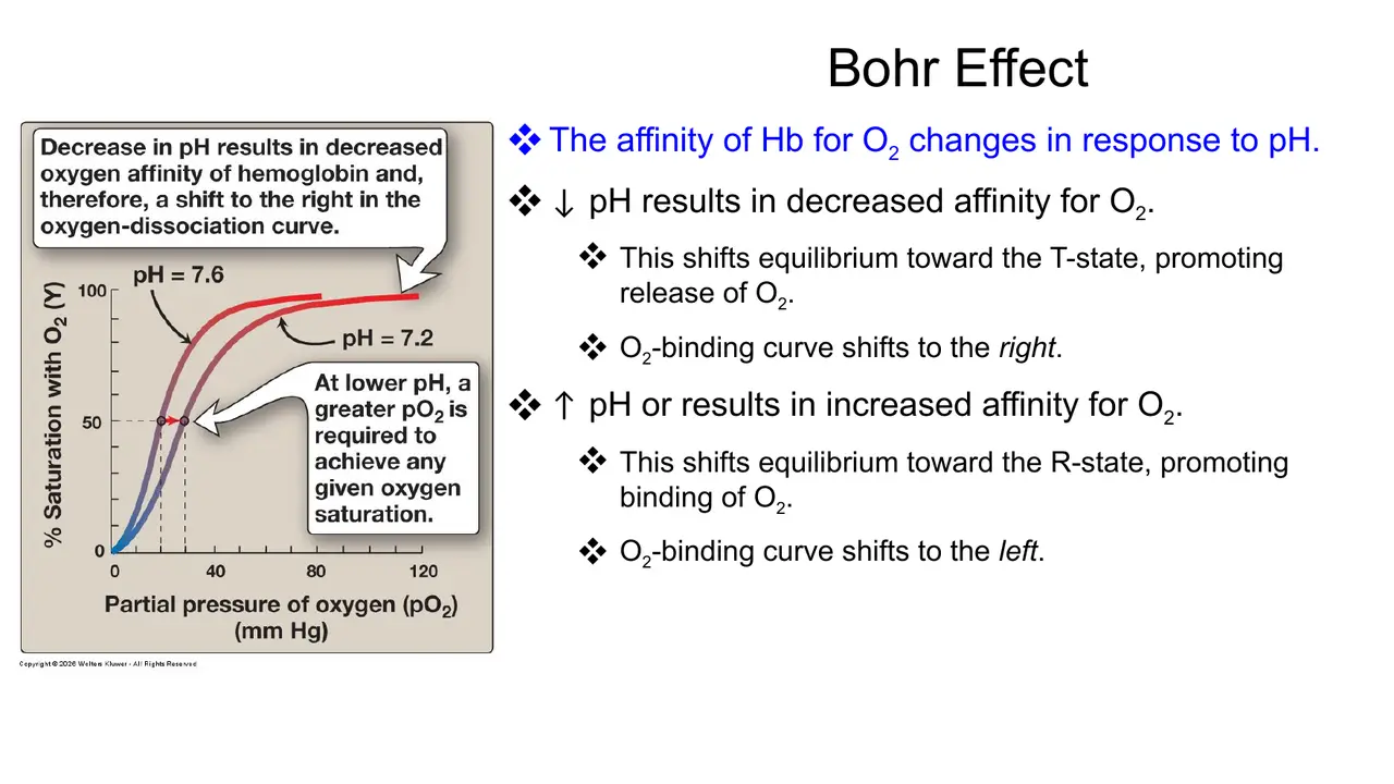 Bohr effect: ↓pH shifts Hb toward T and right (O2 release); ↑pH toward R and left.