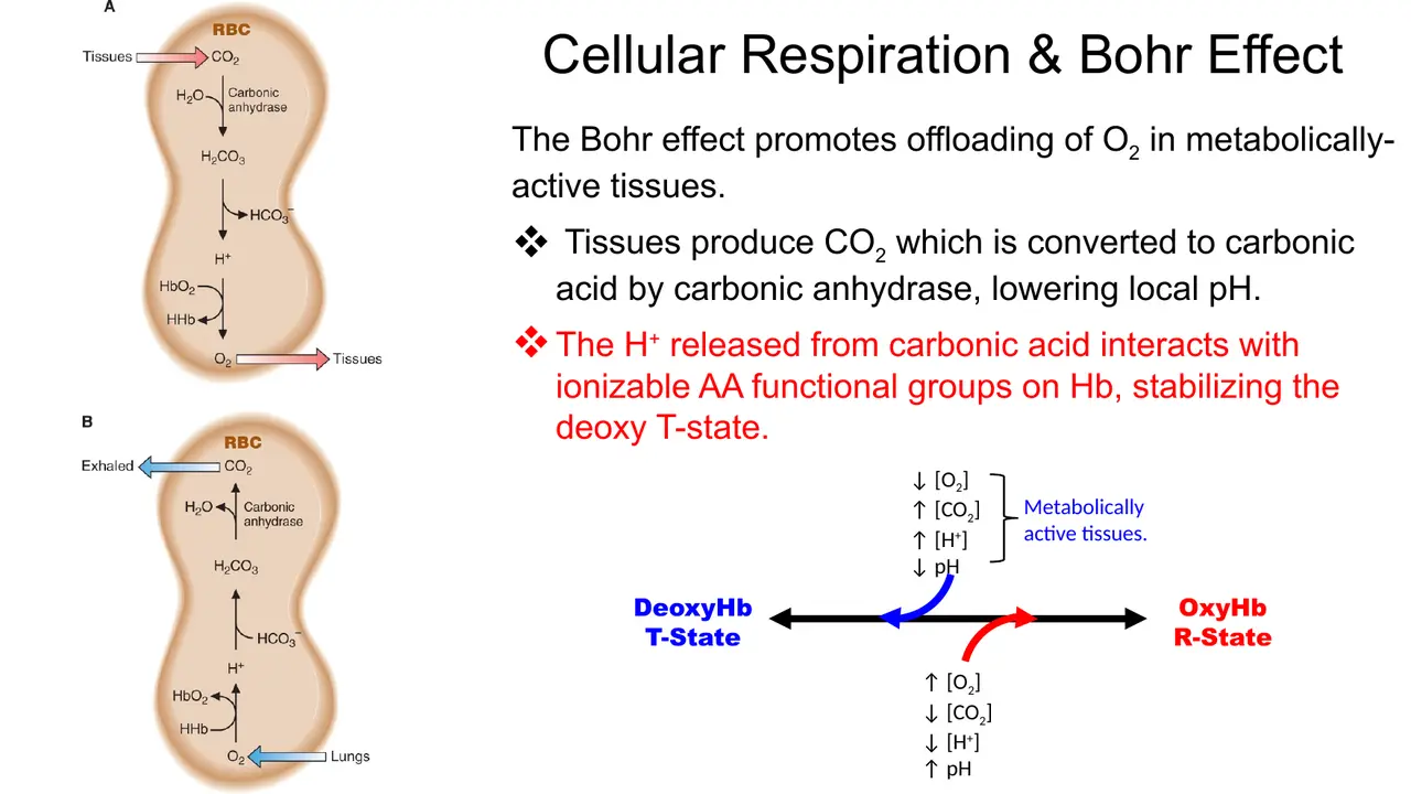 In active tissue carbonic anhydrase makes carbonic acid; its H+ binds Hb side chains, stabilising T.