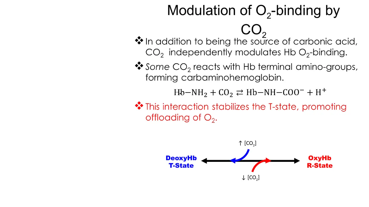 CO2 binds Hb terminal amino groups (carbamino-Hb), stabilising T and promoting O2 offloading.
