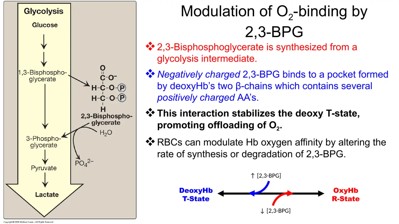 2,3-BPG is made from the glycolytic intermediate 1,3-bisphosphoglycerate; red cells tune its level.