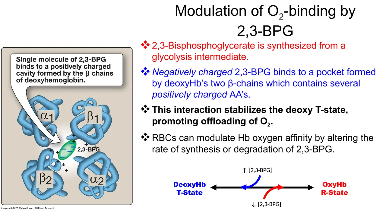 One 2,3-BPG binds the positive pocket between deoxy-Hb's β chains, stabilising T.