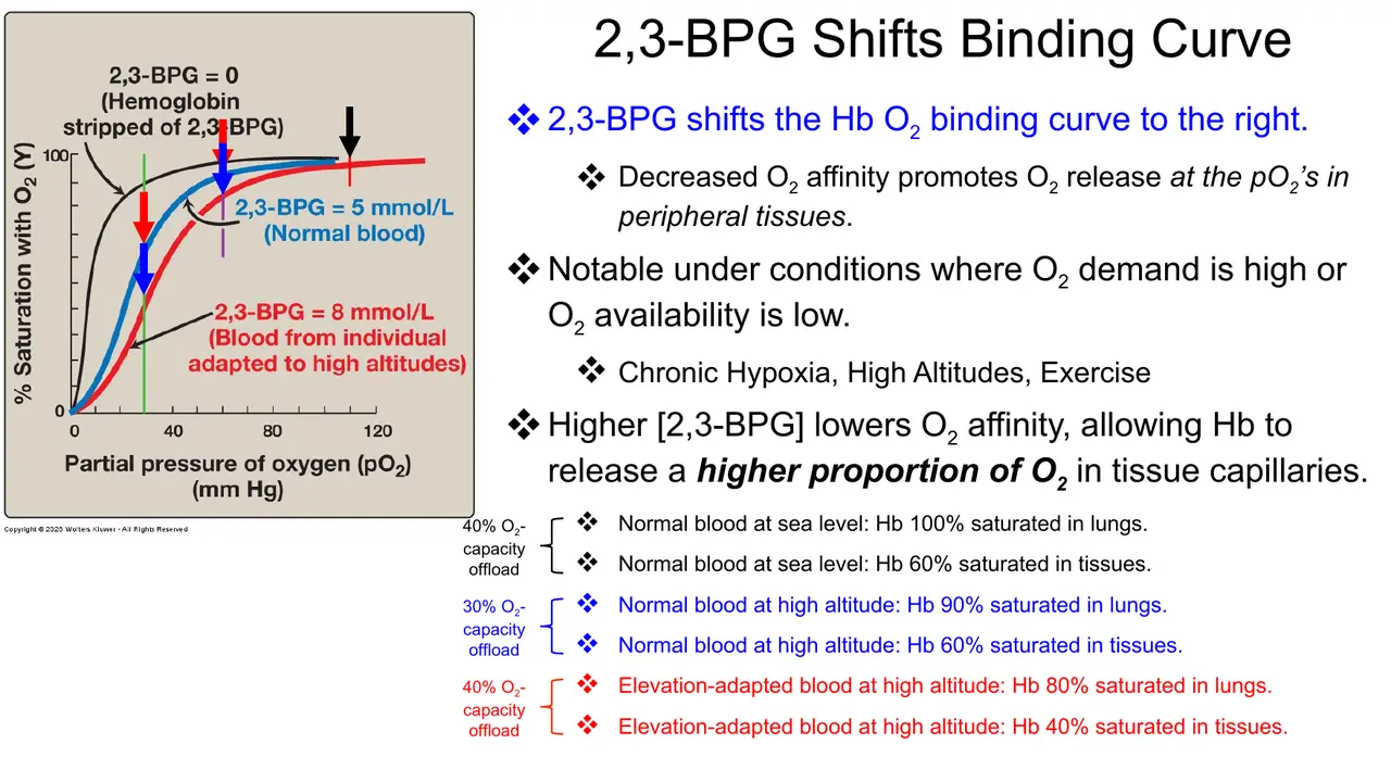 2,3-BPG shifts right; rises in chronic hypoxia, altitude, exercise; saturations at sea level and altitude.