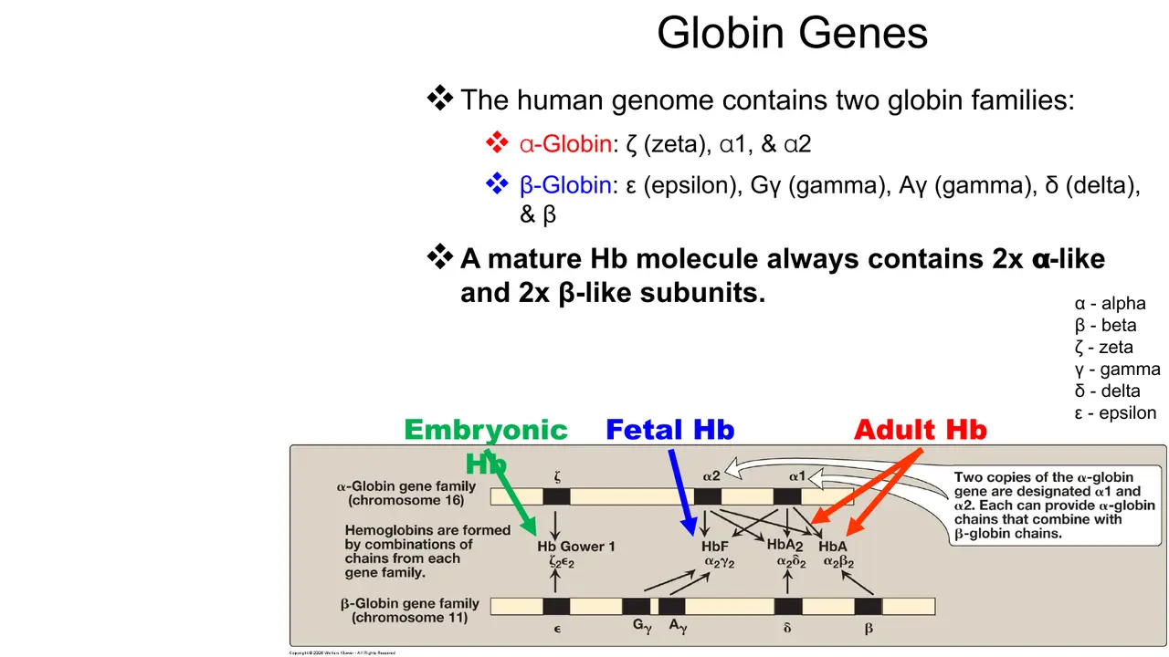 Lecture: α-globin family (ζ, α1, α2) and β-globin family (ε, Gγ, Aγ, δ, β)