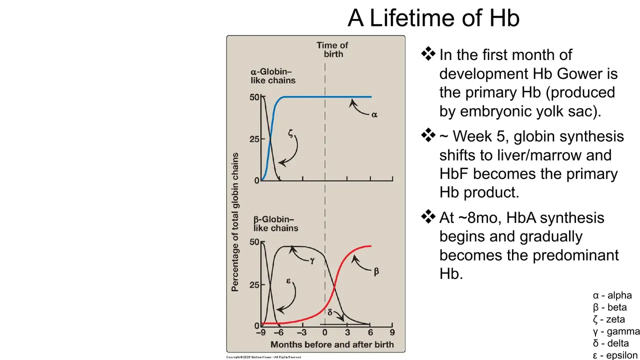 Lecture: Hb Gower (yolk sac) → HbF from week 5 → HbA from ~8 months
