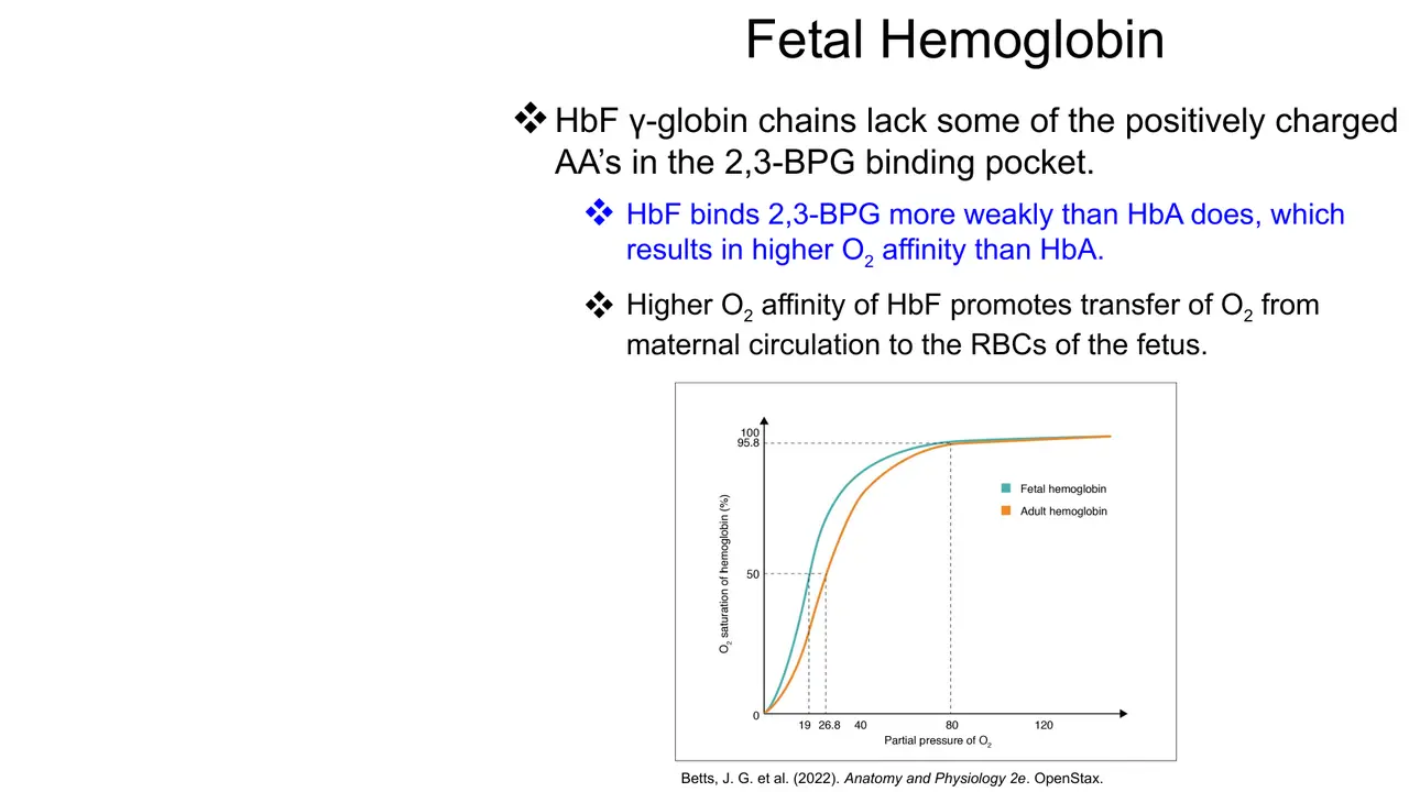 Lecture: γ chains bind 2,3-BPG weakly, so HbF has higher O2 affinity