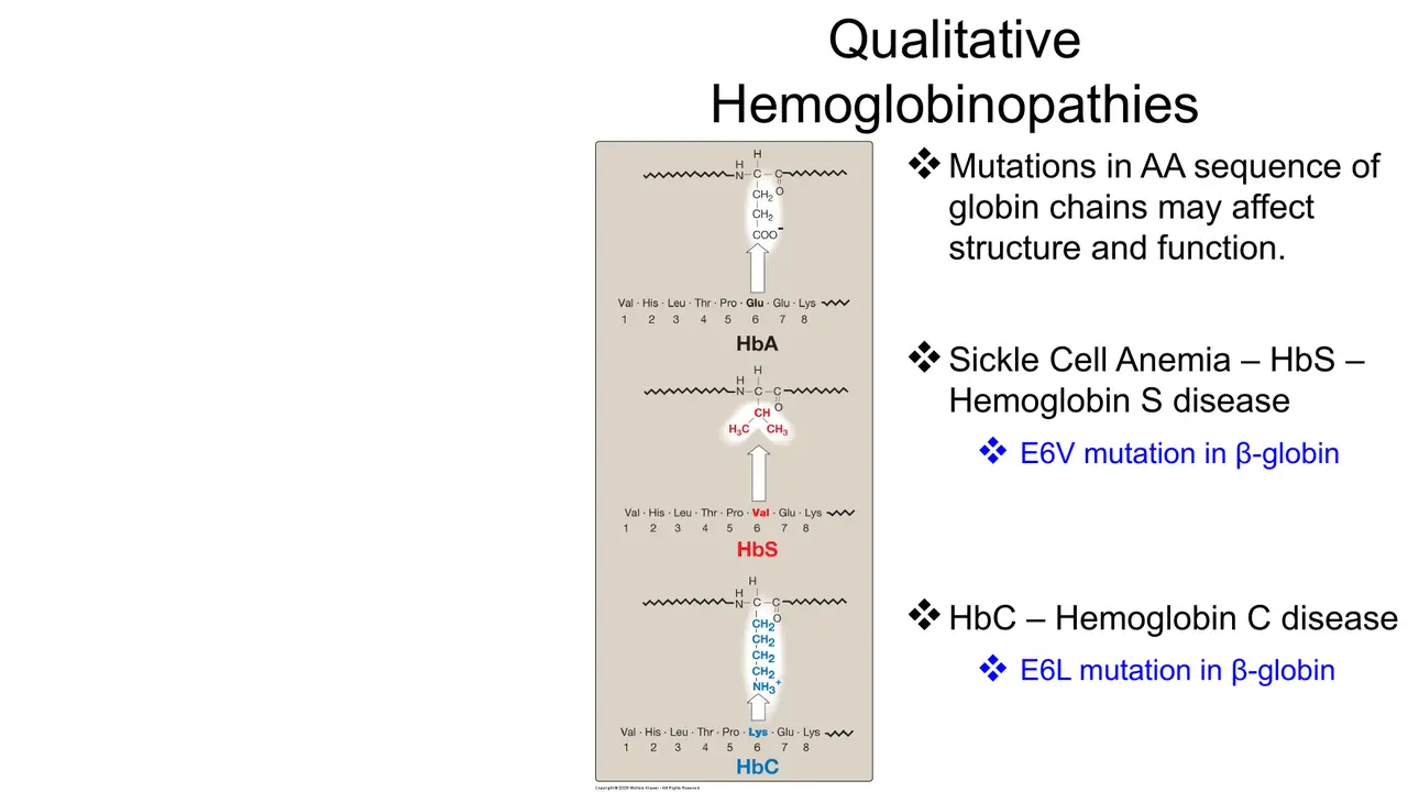 Lecture: qualitative variants HbS (E6V) and HbC; slide's 'E6L' should read E6K (Glu→Lys)