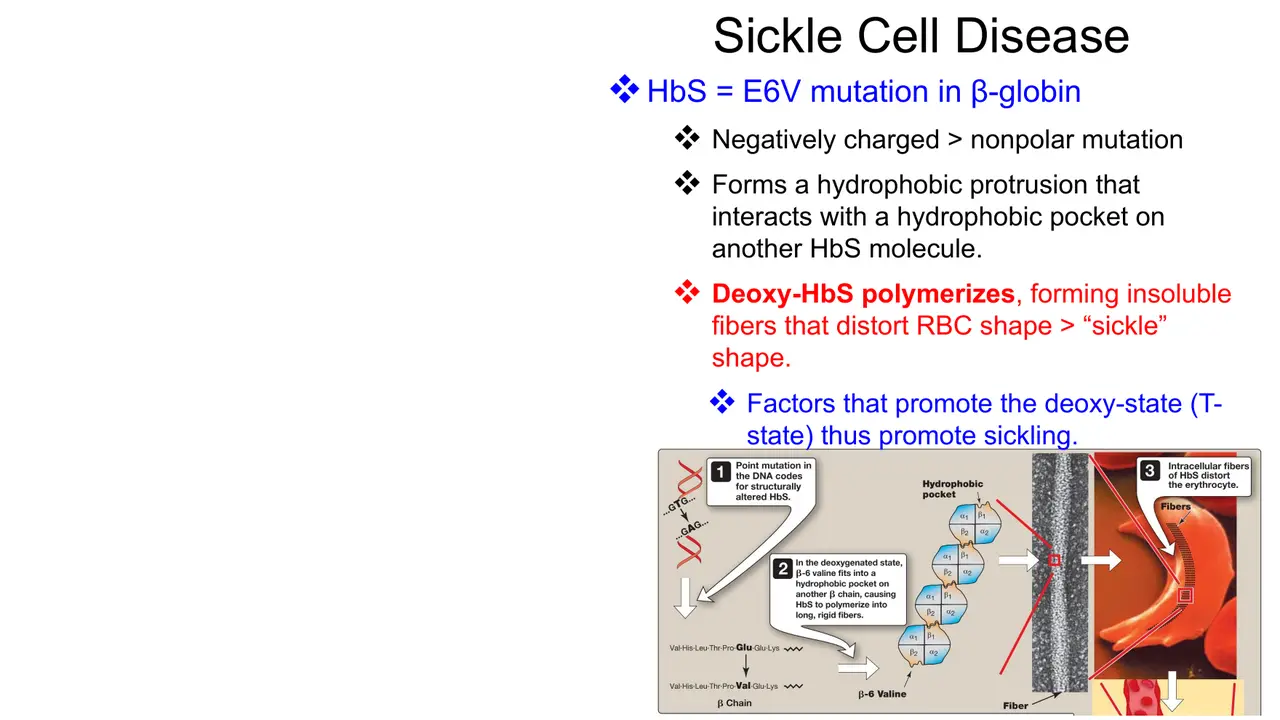 Lecture: E6V creates a hydrophobic protrusion; deoxy-HbS polymerises into fibres