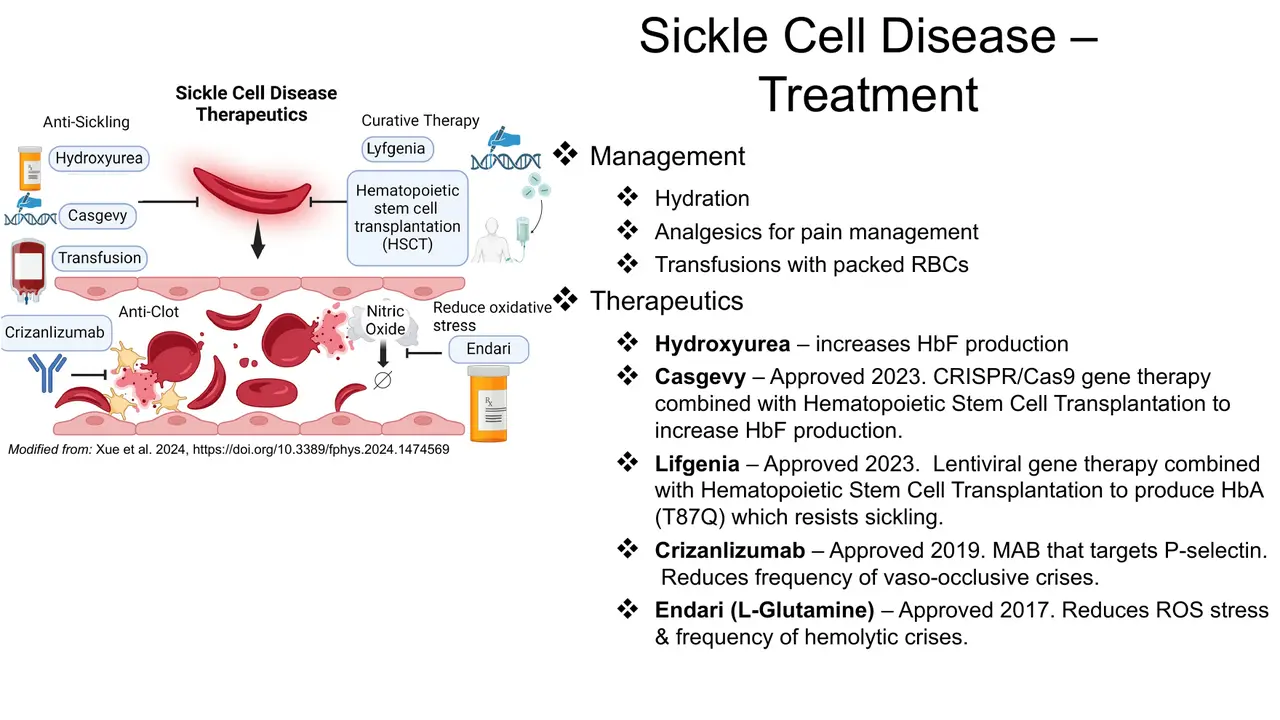 Lecture: management, hydroxyurea, Casgevy, Lyfgenia ('Lifgenia'), crizanlizumab, L-glutamine