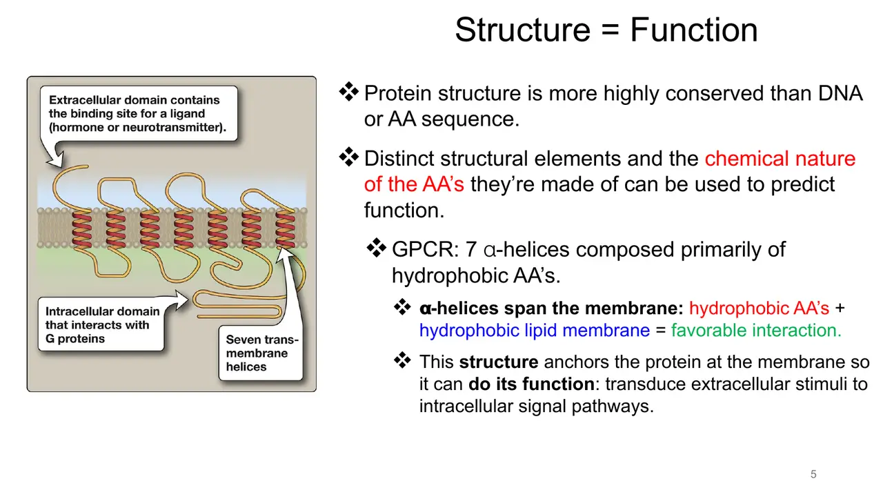Lecture: structure = function; GPCR's seven hydrophobic helices span the membrane