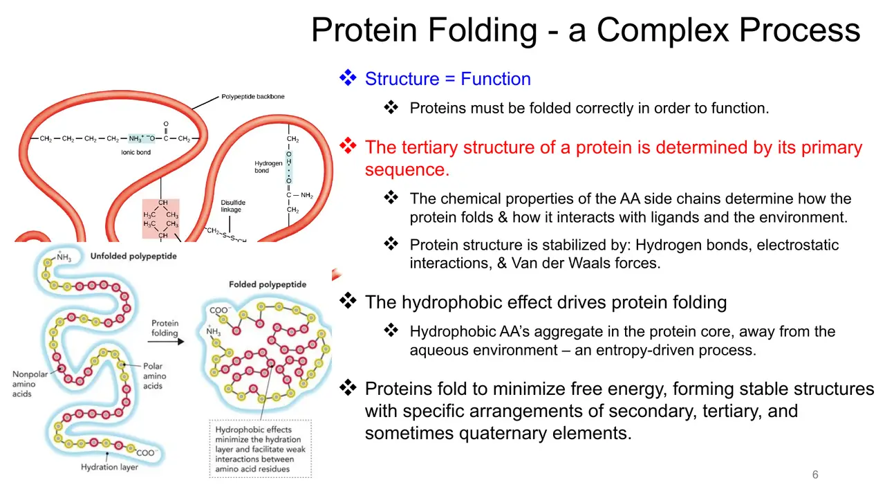 Lecture: sequence sets the fold; hydrophobic effect drives it to minimal free energy