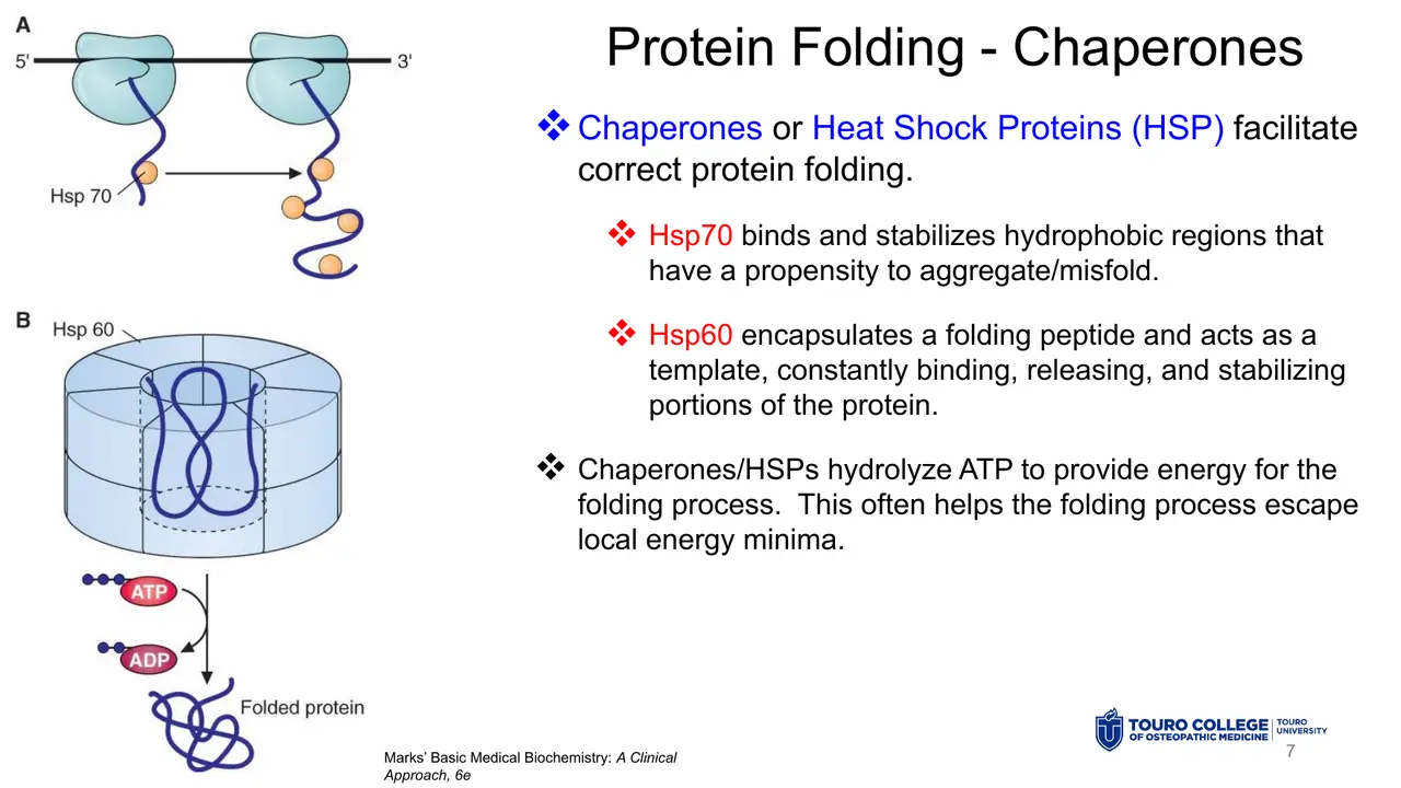 Lecture: chaperones: Hsp70 binds hydrophobic regions, Hsp60 encapsulates; ATP