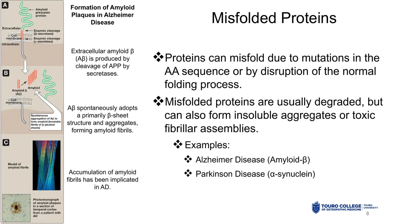 Lecture: causes of misfolding, usual degradation, amyloid in Alzheimer and Parkinson