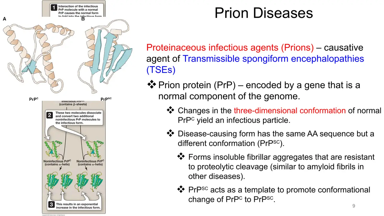 Lecture: prions: PrPSc has PrPC's sequence, new shape, resists proteases, templates