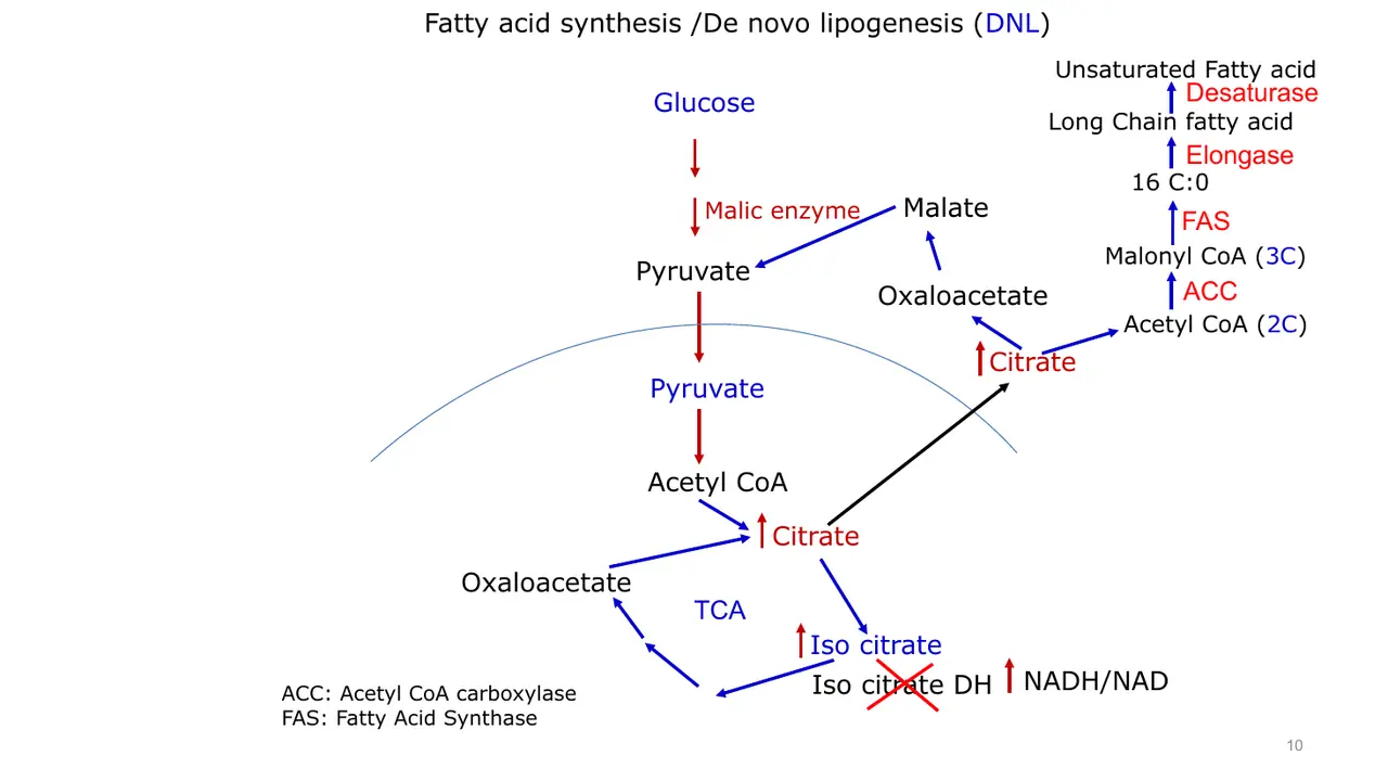 Pathway map: acetyl-CoA → malonyl-CoA (ACC) → palmitate (FAS) → elongase, desaturase.