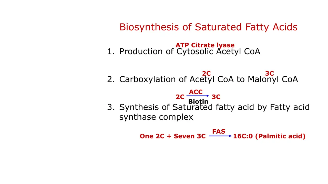 Three phases: citrate export (ATP-citrate lyase), carboxylation (ACC, biotin), fatty acid synthase.