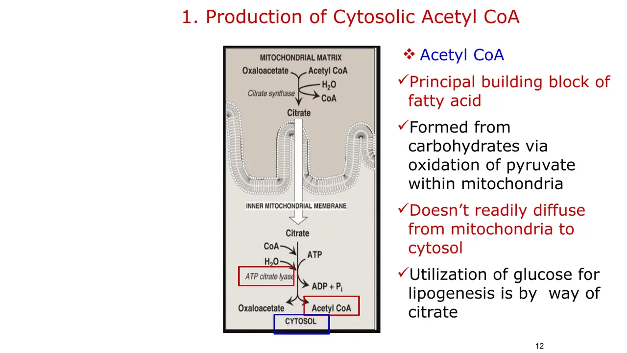 Acetyl-CoA, the building block, comes from pyruvate oxidation inside mitochondria.