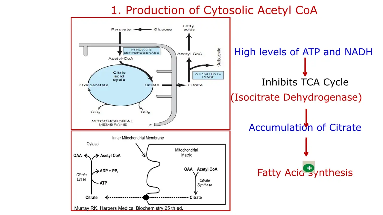 High ATP/NADH block isocitrate dehydrogenase; citrate exits. Lyase products are ADP + Pi, not PPi.