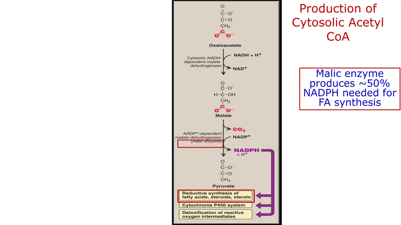 Malic enzyme (~50% of NADPH): OAA → malate → pyruvate; other NADPH uses listed.