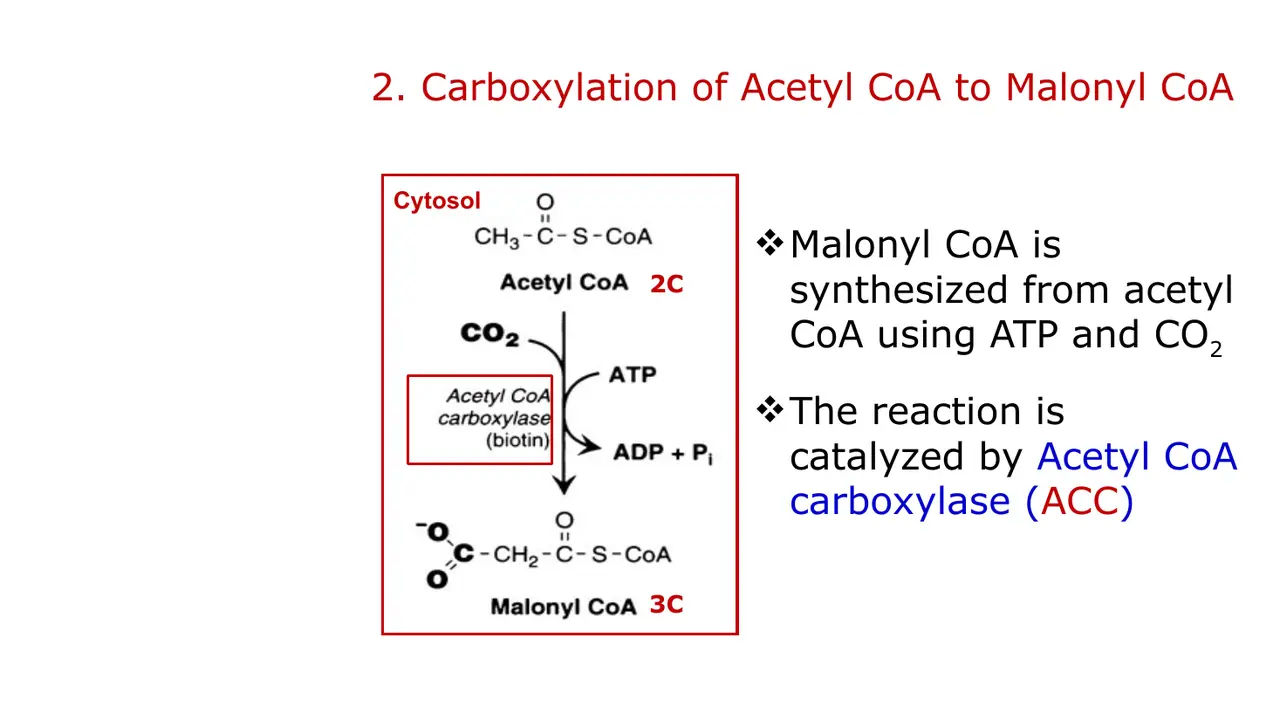 Malonyl-CoA made from acetyl-CoA with ATP and CO2 (bicarbonate) on biotin, in the cytosol.