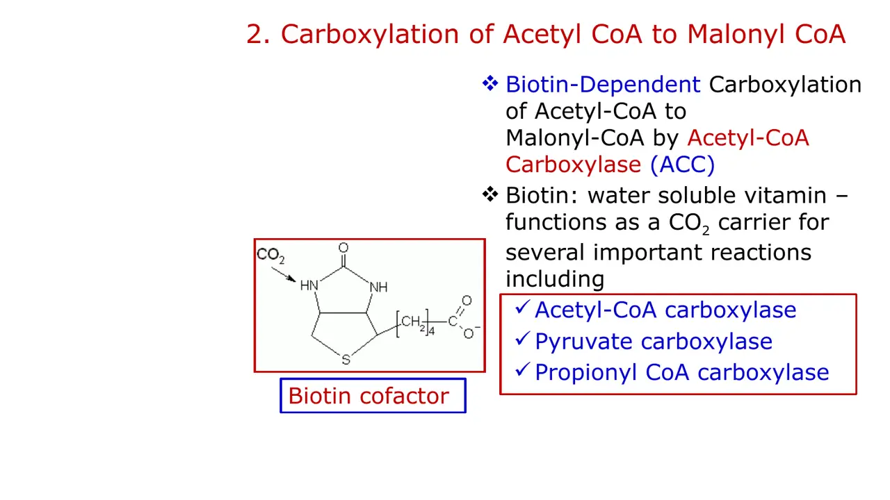 Biotin (B7), a CO2 carrier for acetyl-CoA, pyruvate and propionyl-CoA carboxylases.