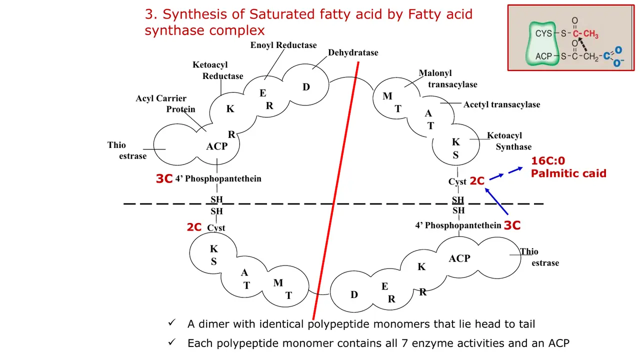FAS: dimer of identical chains, head to tail; each has 7 activities plus ACP.