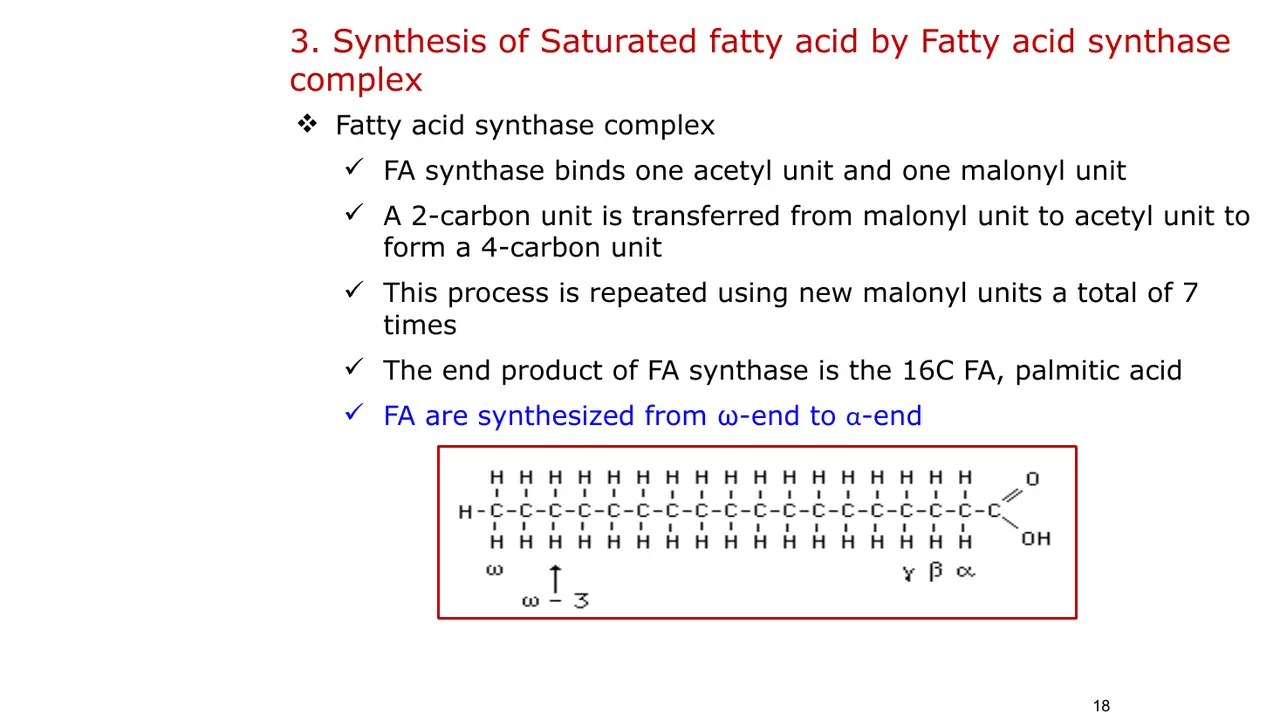 FAS adds 2C units from malonyl, 7 times, to palmitate; built from ω-end to α-end.