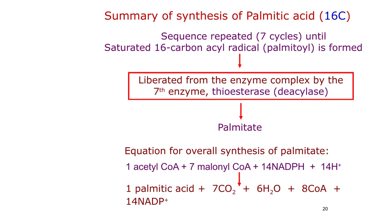 Seven cycles; thioesterase (7th enzyme) releases palmitate; overall equation for palmitate.