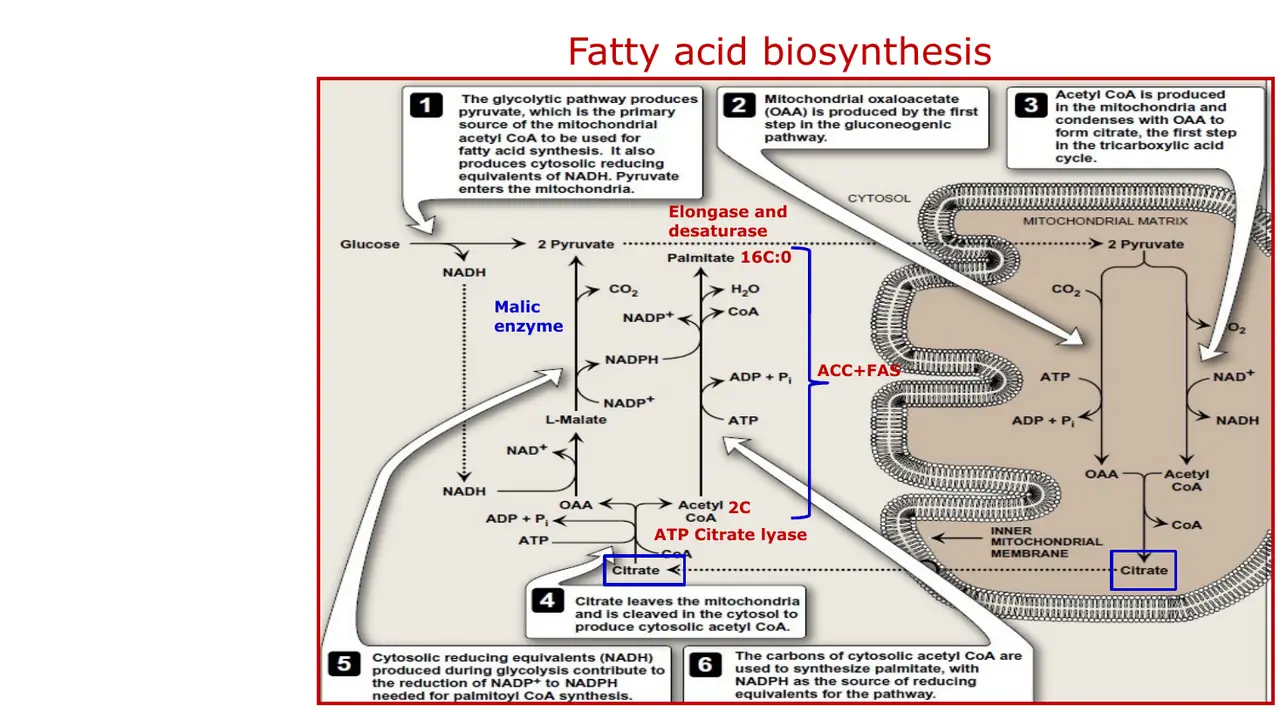 Harper overview: OAA from pyruvate carboxylase; citrate cleaved (ATP → ADP + Pi); malic enzyme.