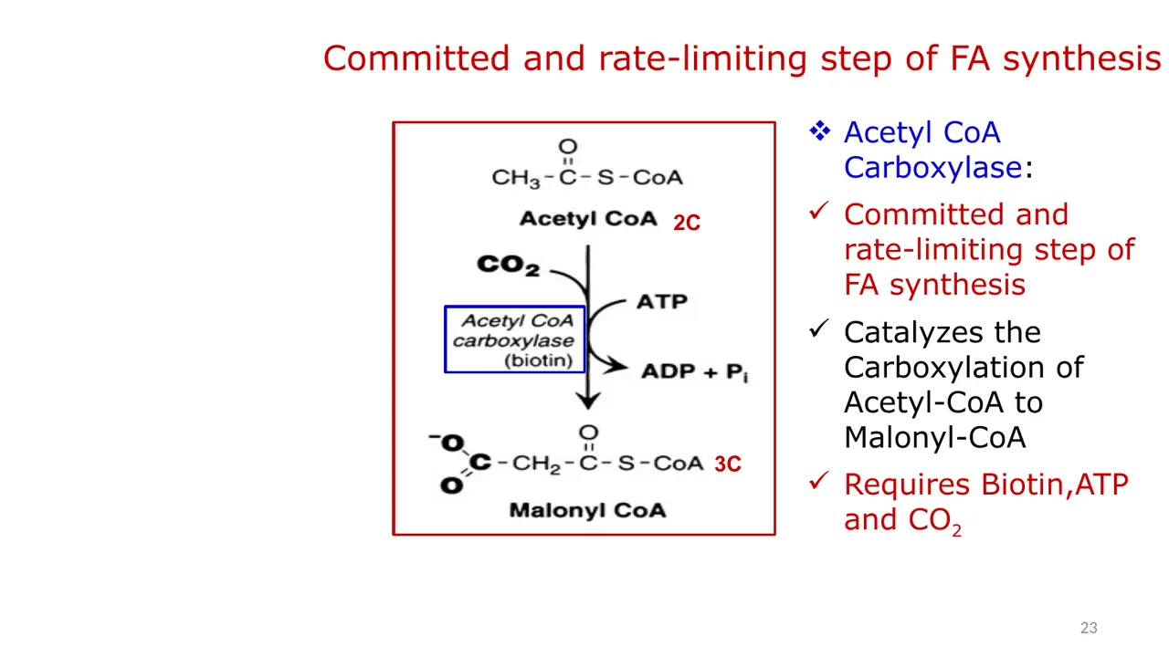 ACC: committed, rate-limiting step; acetyl-CoA (2C) → malonyl-CoA (3C); biotin, ATP, CO2.