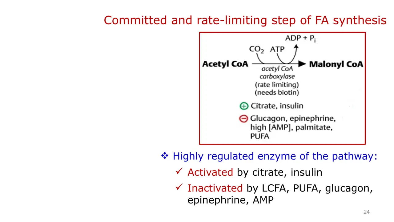 ACC activated by citrate, insulin; inactivated by LCFA, PUFA, glucagon, epinephrine, AMP.