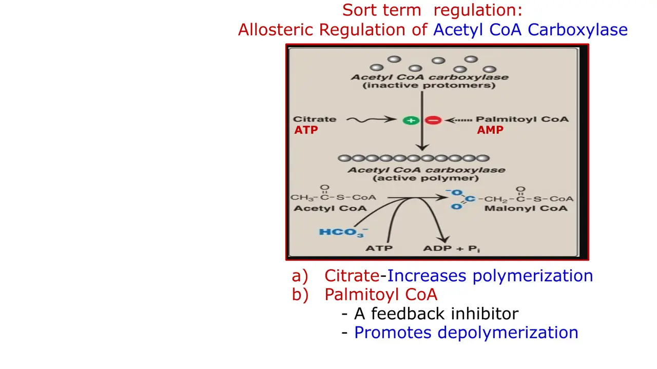 Allosteric: citrate polymerises inactive protomers; palmitoyl-CoA, a feedback inhibitor, depolymerises them.