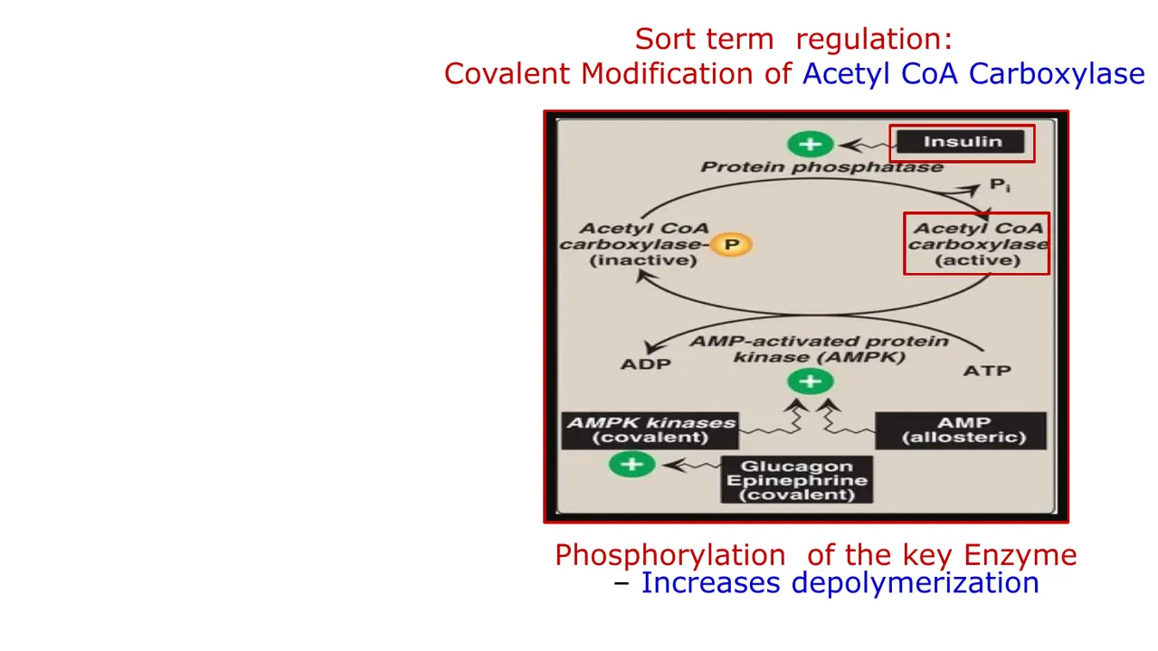 Covalent: AMPK phosphorylates ACC (inactive); insulin-activated protein phosphatase reactivates it.